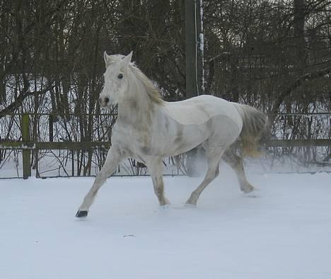 Connemara Barholts Madonna - Donna i sneen 15/2-05. Her demonstrerer Donna sin fantastisk flotte gang! og ja, hun er meget beskidt, jeg kunne ikke få det af!! ;) billede 8