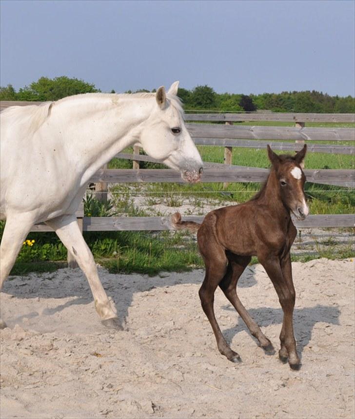 Connemara Barholts Madonna - NYT: Donna og hendes hingsteføl. 6/6-10 billede 9