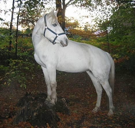 Connemara Barholts Madonna - Donna på en træstub! Hvad lærer man efterhånden ikke sine ponyer nu om dage... :) billede 10