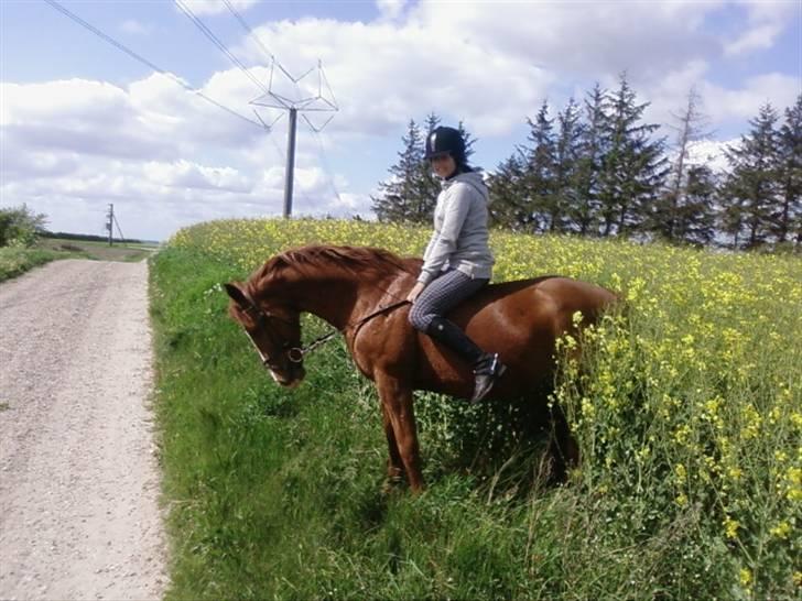 Oldenborg Freja - 1982 til 2013 R.I.P - Jannie og Freja Bakkende ind i en mark :P så yderst morsomt ud XD billede 1