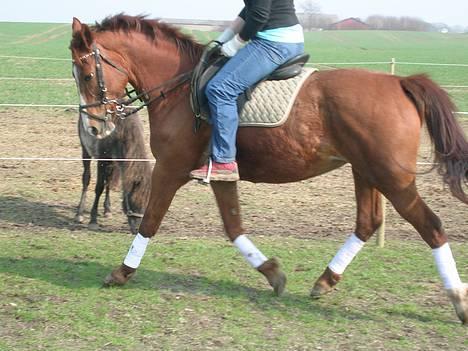 Oldenborg Freja - 1982 til 2013 R.I.P - Den smukke ! gamle tøzzen billede 2