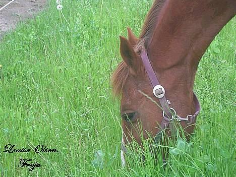 Oldenborg Freja - 1982 til 2013 R.I.P - Finder du noget ?? billede 5