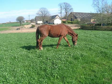 Oldenborg Freja - 1982 til 2013 R.I.P - nyeste billede af Freja, taget den 4 maj billede 7