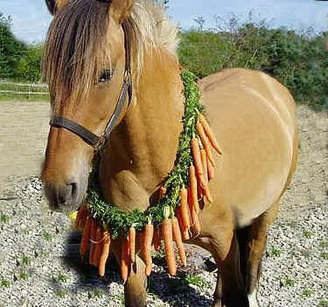 Anden særlig race Bianca  SOLGT ;) - Bianca på hendes føz´dag billede 3