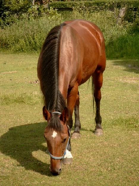 Traver Siggi Speedy #DØD# - Her har vi så hende!! Siggi Speedy!!! billede 1