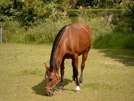 Traver Siggi Speedy #DØD# - Her har vi så hende igen!!!! billede 2