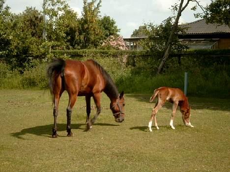 Traver Siggi Speedy #DØD# - Mor og søn igen!!!! billede 4