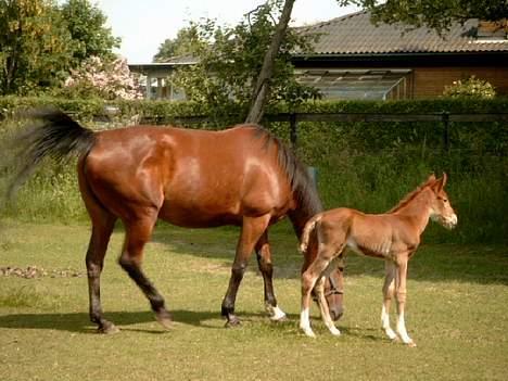 Traver Siggi Speedy #DØD# - Siggi og Leonardo igen!!! billede 5