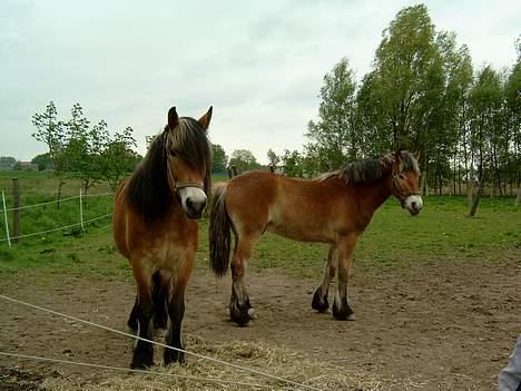 Nordsvensk Skovhest Tina - Tina  og Linus billede 2