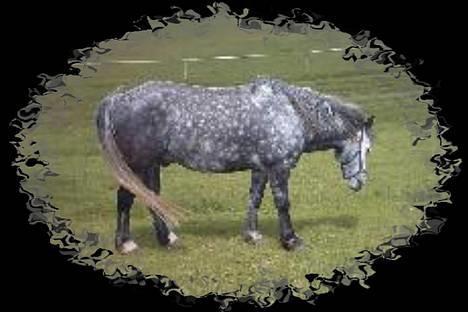 Welsh Cob (sec D) Haymo's Shétán - Shétán på folden 21/5-04 billede 1