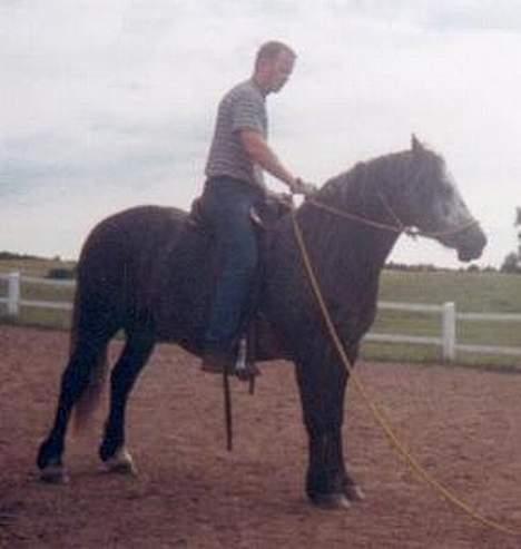 Welsh Cob (sec D) Haymo's Shétán - Shane på ryggen af Shéán for første gang billede 2