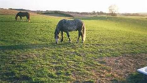 Welsh Cob (sec D) Haymo's Shétán - Shétán på folden billede 3