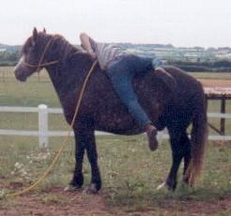 Welsh Cob (sec D) Haymo's Shétán - Shane på vej på ryggen af Shétán for første gang billede 5