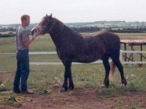 Welsh Cob (sec D) Haymo's Shétán - Shane roser Shétán billede 6