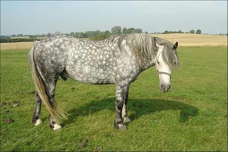 Welsh Cob (sec D) Haymo's Shétán - Shétán på folden omkring år 1998 billede 7