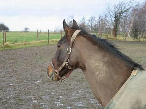 Dansk Varmblod Chivas billede 2