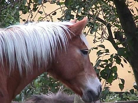 Haflinger Velda billede 7