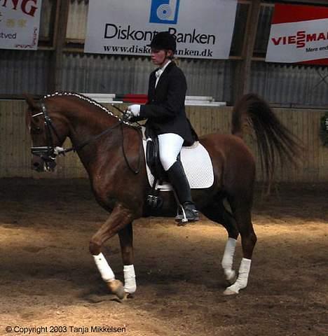 Arabisk fuldblod (OX) Fandos OX 2365 (død) - Fandos og jeg giver dressuropvisning ved DSAH´s hingstedag på Baunehøj i 2003 billede 1