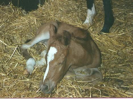 Arabisk fuldblod (OX) Fandos OX 2365 (død) - Fandos et døgn gammel - man kan da kun holde af ham :-) billede 3