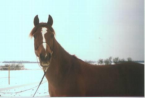 Arabisk fuldblod (OX) Fandos OX 2365 (død) - Fandos en vinterdag billede 10