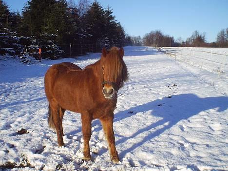 Anden særlig race Robin - i sneen.. d. 29-12-04 billede 2