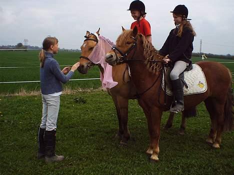 Anden særlig race Robin - jeg håber hun siger "ja" billede 6