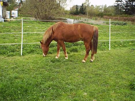 Anden særlig race Robin - her er han så igang med at ÆDE!!!!! billede 8