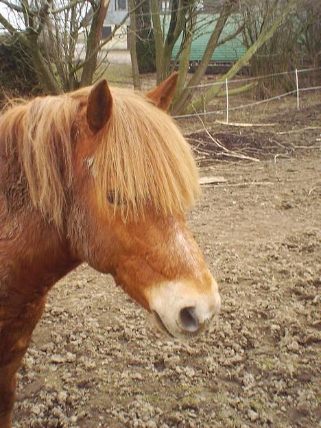 Anden særlig race Robin - d. 24-3-05.. ude på folden.. taget af: C.J.J(12½) herinde fra.. billede 9