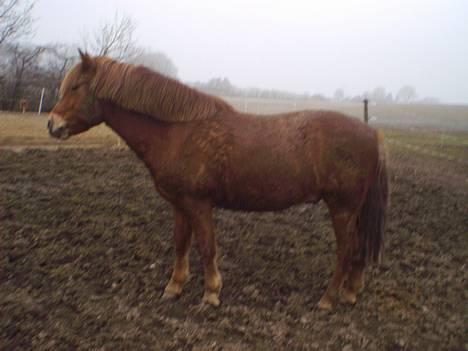 Anden særlig race Robin - er er han på folden i hel figur.. d. 24-3-05 taget af: C.J.J(12½) herinde fra.. billede 10