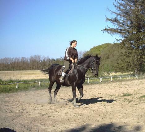 Oldenborg Tessa Birkelund - Dressur træning. billede 2