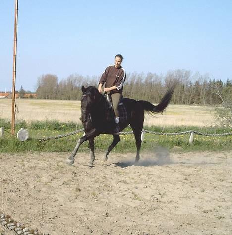 Oldenborg Tessa Birkelund - Dressur træning. billede 3