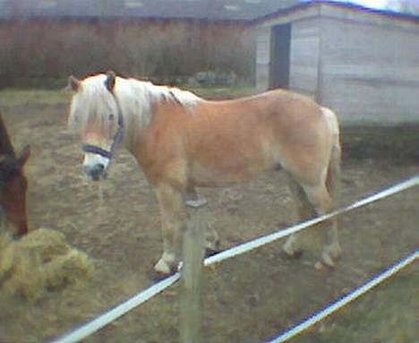 Haflinger Sjoko billede 10
