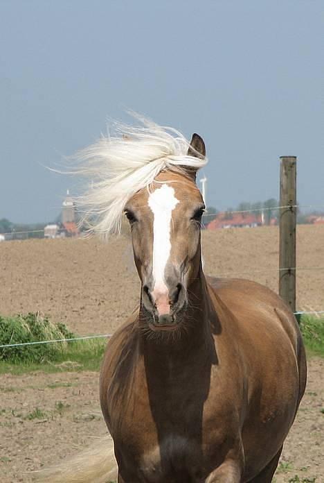 Haflinger Max Moonlight (solgt) - Foto: Stald-Refskjaer (Helle) vi har fået tilladelse til at låne dem da vi kender helle billede 1