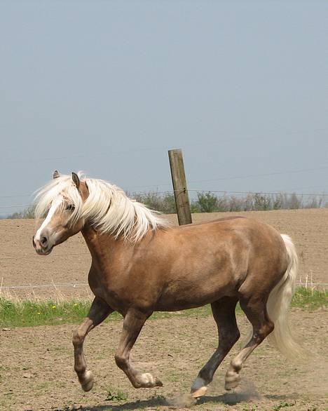 Haflinger Max Moonlight (solgt) - Foto: Vicki Lund billede 4