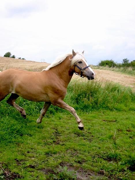 Haflinger Max Moonlight (solgt) - Max på Mark, se hans fine gang billede 8