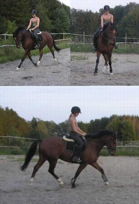 Anden særlig race Atilla-San *RIP* - Dressurtræning derhjemme d. 4/9 billede 4