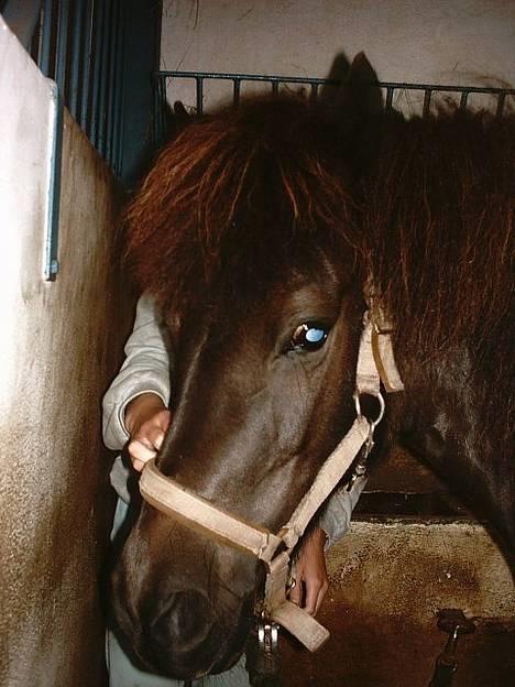 Islænder Hetja fra Lisbjerg - Hetjas fine lille hovede billede 1