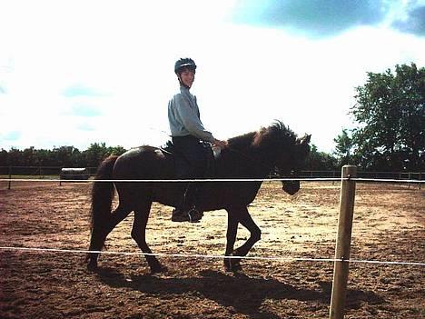Islænder Hetja fra Lisbjerg - det er godt nok lidt mørkt billede 2