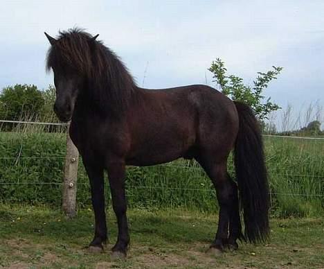 Islænder Hetja fra Lisbjerg - Hetja´s FAR... ligner de ikk hinanden billede 5