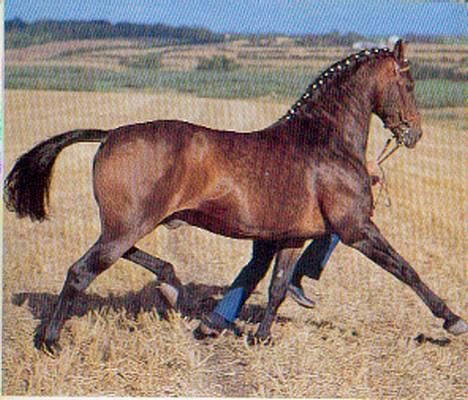 Dansk Varmblod Chivas - ham den prægtige hingst er Chivas far Aleksander billede 6