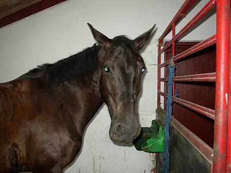 Anden særlig race Blackie(black beauty) billede 5