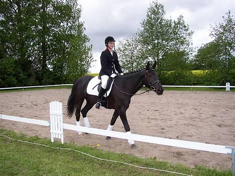 Anden særlig race Blackie(black beauty) - til stævne billede 7
