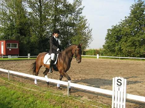 Dansk Varmblod Chivas billede 7