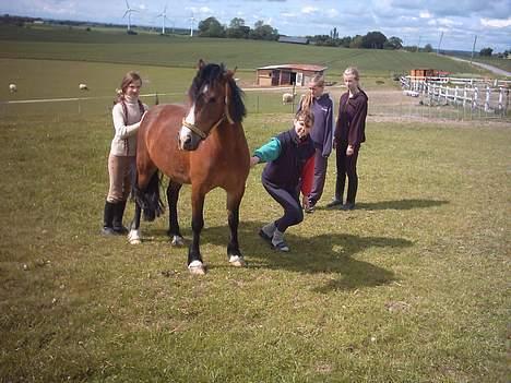 Welsh Pony (sec B) Sec. C Haymo's Natascha - På en god dag kan alle komme inærheden af hende, på en dårlig kan ingen! billede 5
