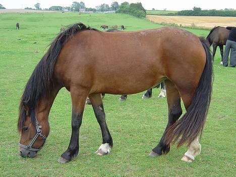 Welsh Cob (sec D) Dorthealyst Chocolate Kis billede 9