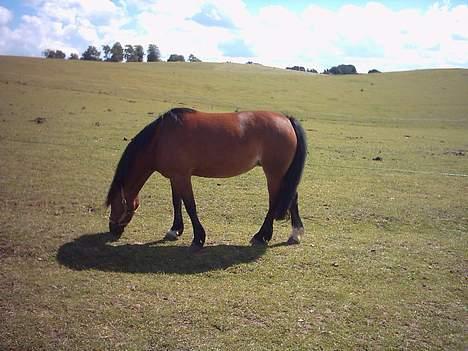 Welsh Pony (sec B) Sec. C Haymo's Natascha billede 6