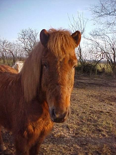 Islænder Lögi fra Höskuldstödum - er han ikk søtte billede 1