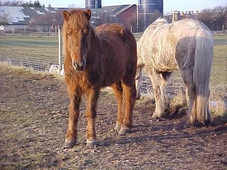 Islænder Lögi fra Höskuldstödum billede 2