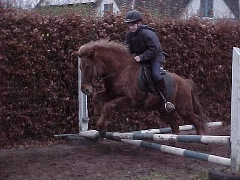Islænder Lögi fra Höskuldstödum - springe kan han ogs, men ikk ret højt...! billede 3