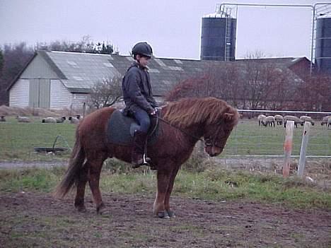 Islænder Lögi fra Höskuldstödum - er han ik fin billede 4